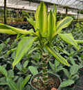 Marley Dracaena